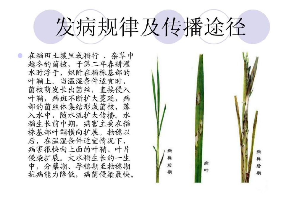 水稻病虫害防治技术