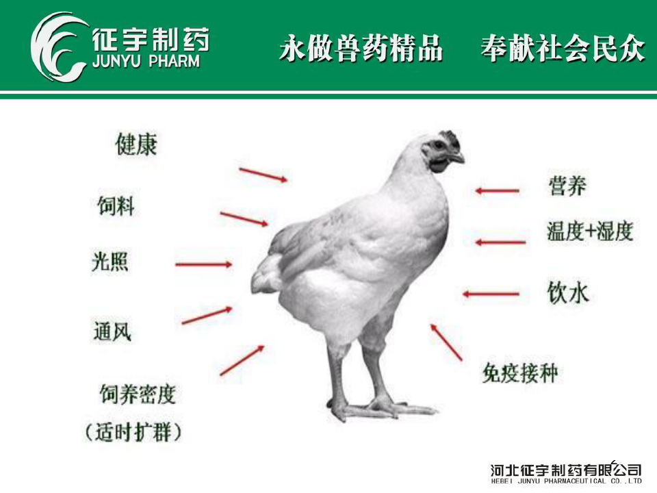 《肉鸡的饲养管理》PPT幻灯片