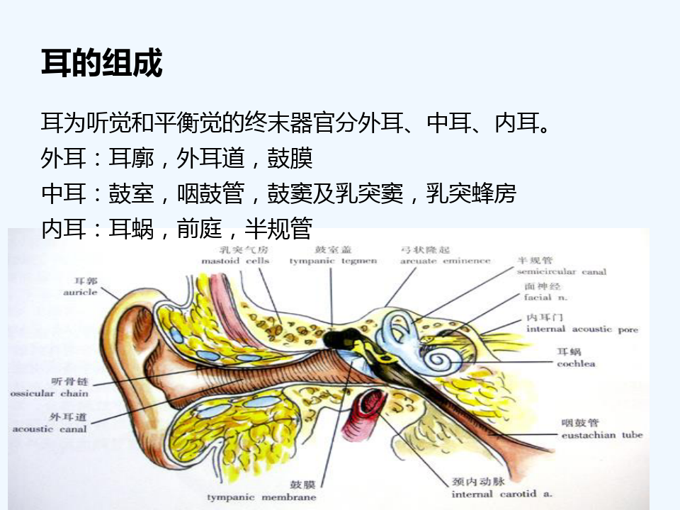 耳部常见疾病