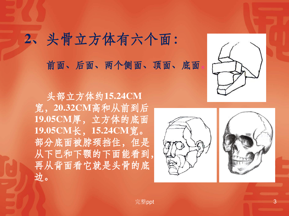 人的头部结构解剖——头骨