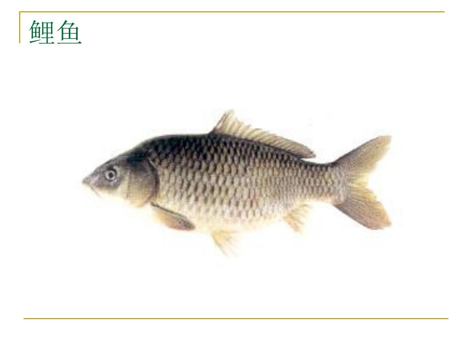 农林牧渔常见养殖鱼类图片PPT课件