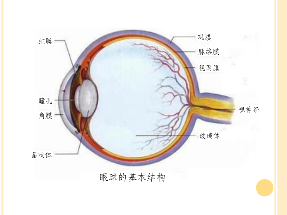 眼球的解剖与生理