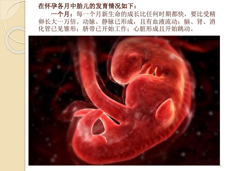 怀孕各月中胎儿发育全过程ppt课件