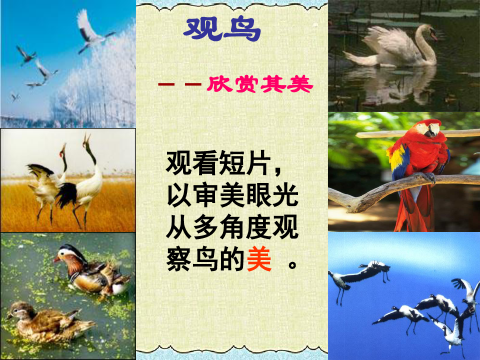 新人教版初中语文七年级上册鸟(公开课)(1)教学ppt课件
