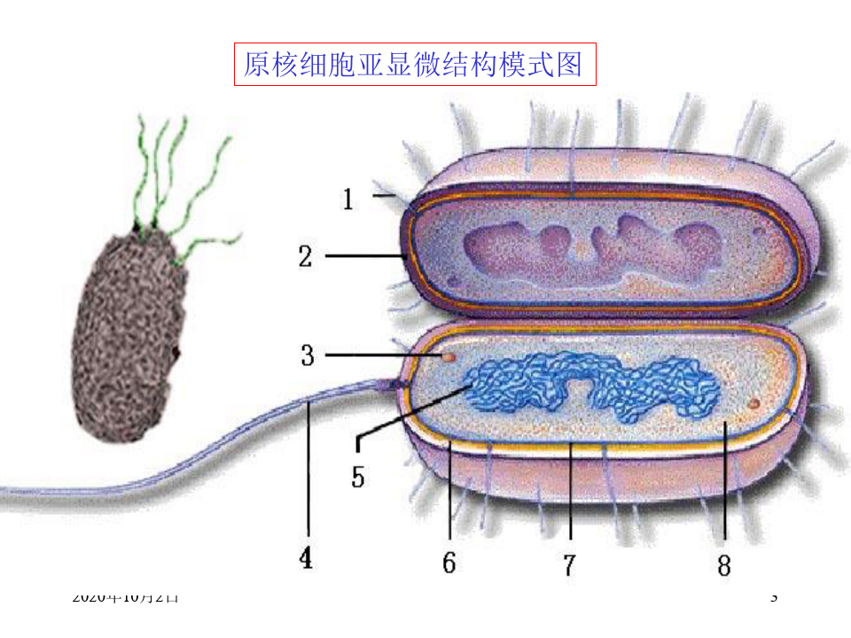 原核细胞和真核细胞PPT课件