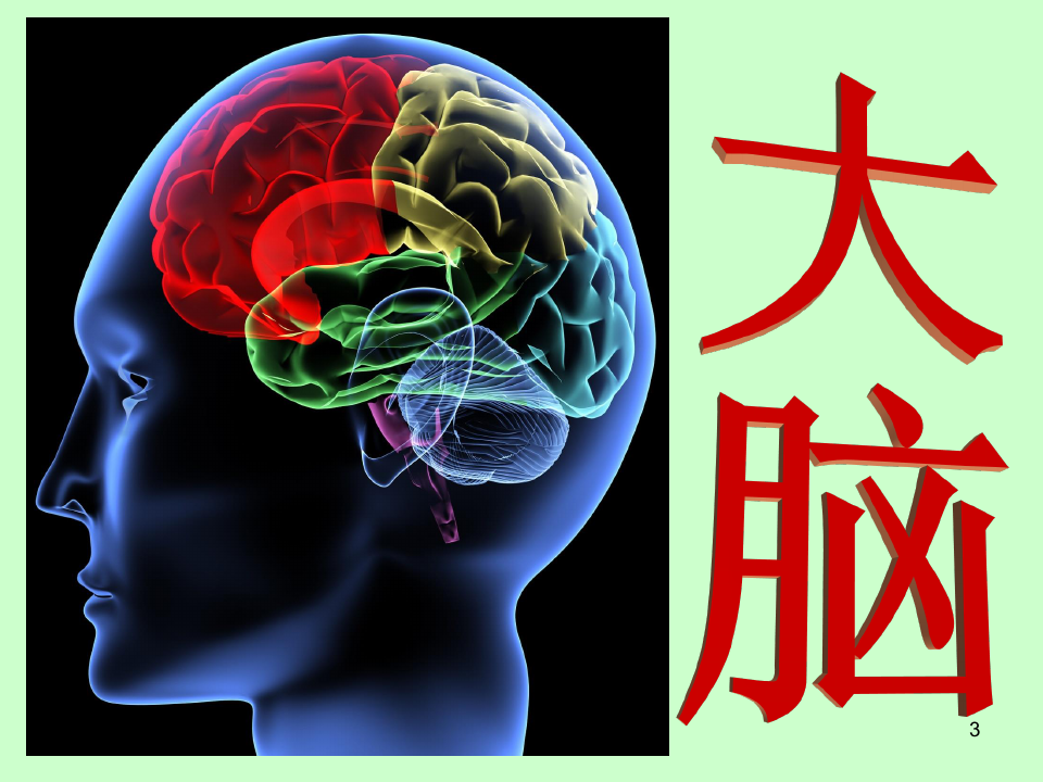 大脑-人体解剖学精品PPT教学课件