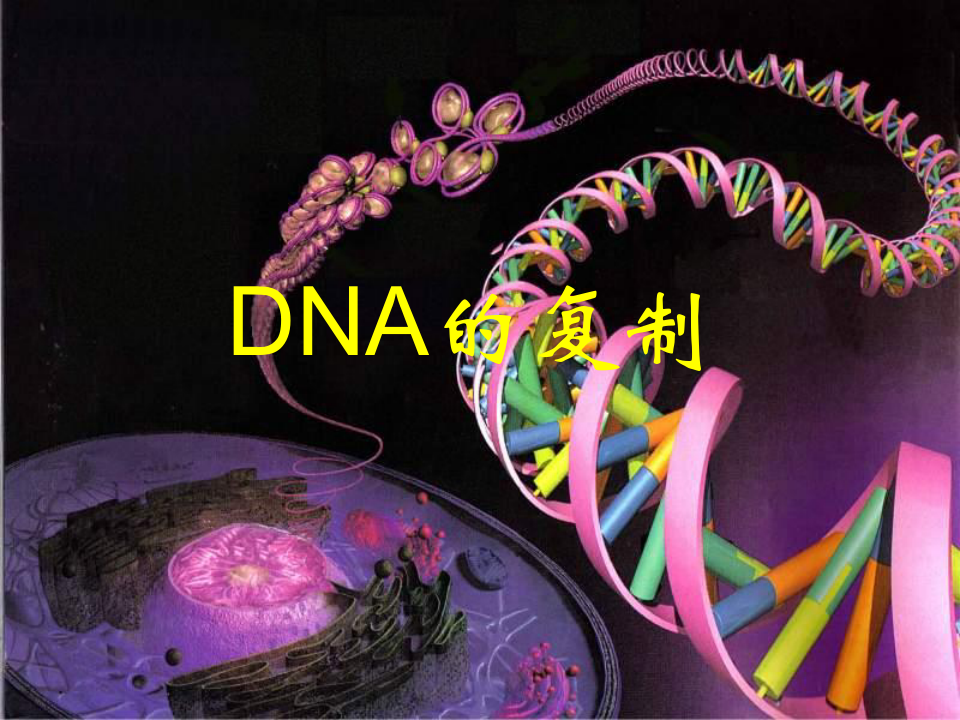 高中生物必修二DNA的复制课件