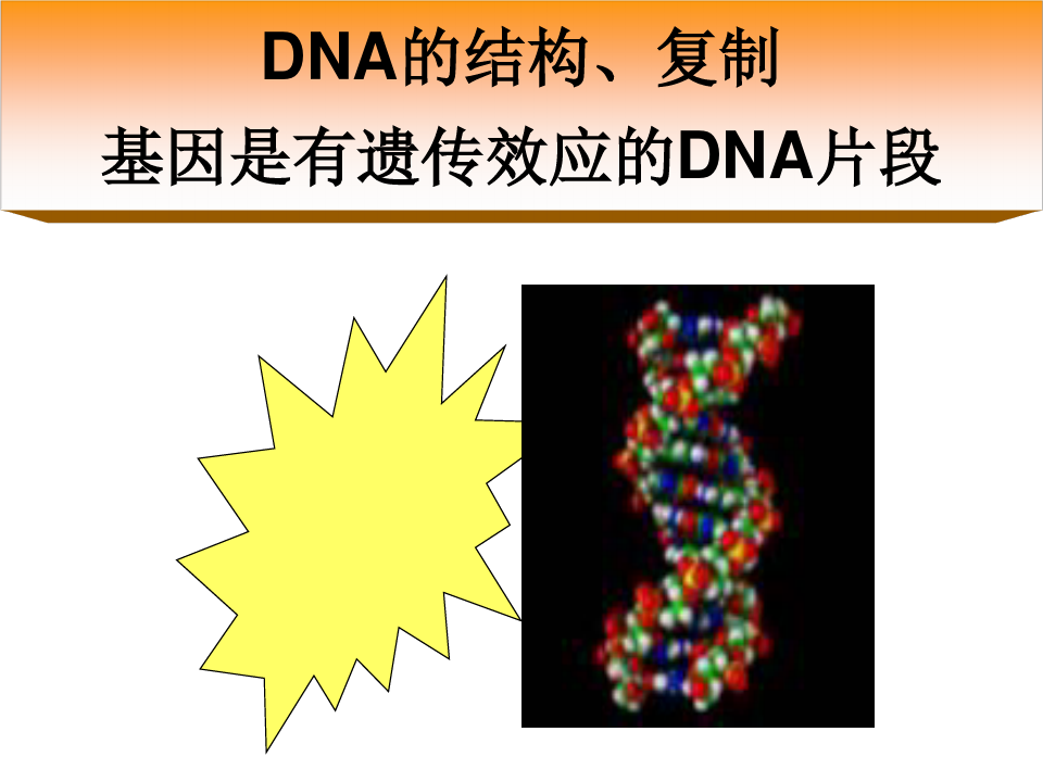 DNA的结构和复制解析
