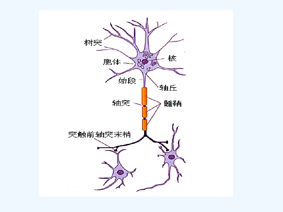 生理学第十章神经系统演示文稿