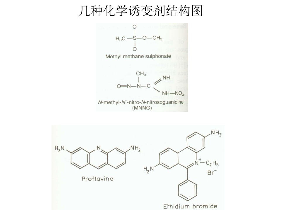 浙江大学生物化学与讲义分子生物学笔记dna损伤修复