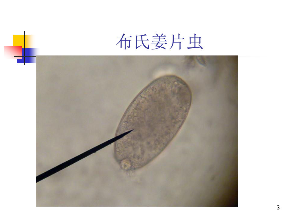 寄生虫虫卵显微镜下图精品PPT课件