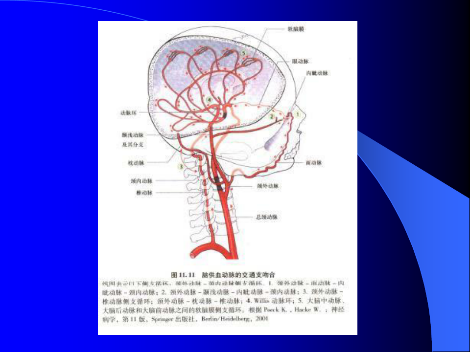 脑血管解剖与影像学(王胜军 )_PPT课件