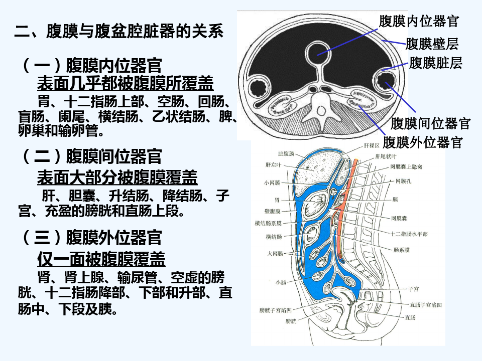 腹膜解剖 PPT