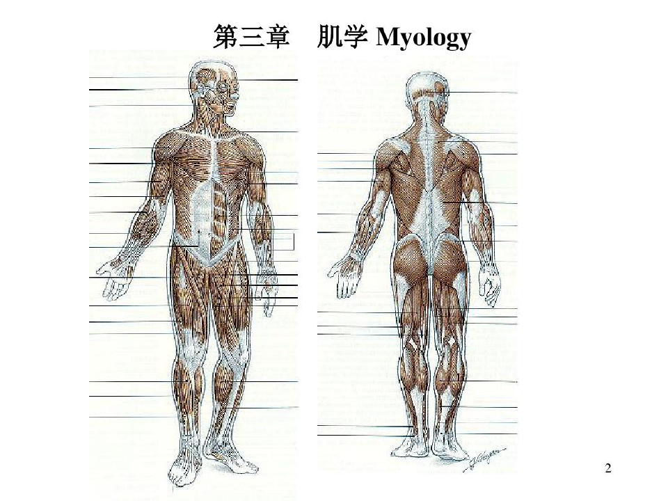 人体解剖学肌学共30页文档