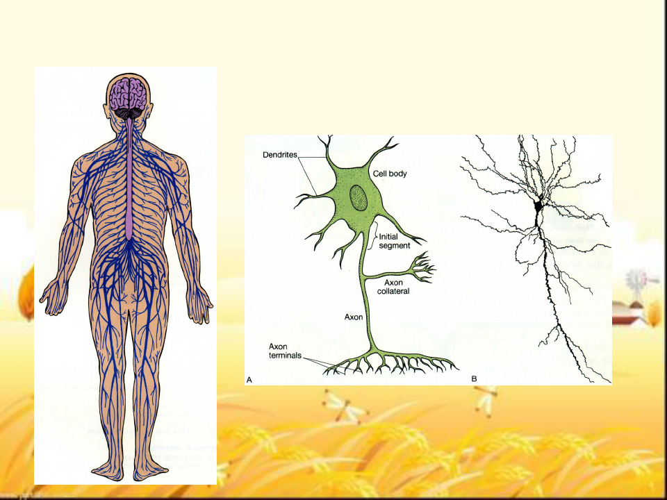 《生理学》神经系统