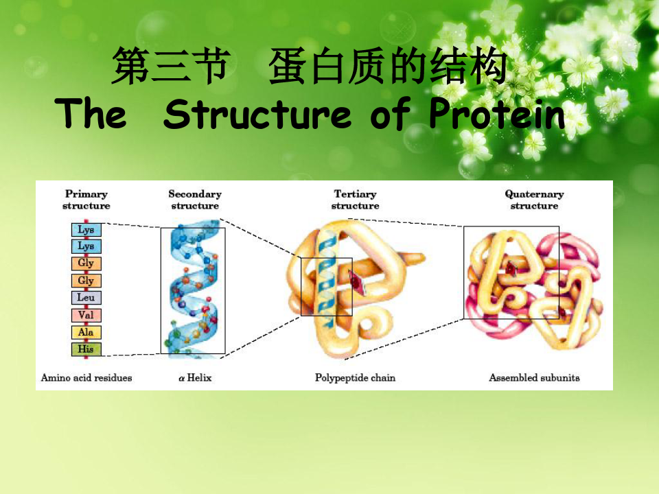 第二章蛋白质化学蛋白质的结构优秀课件