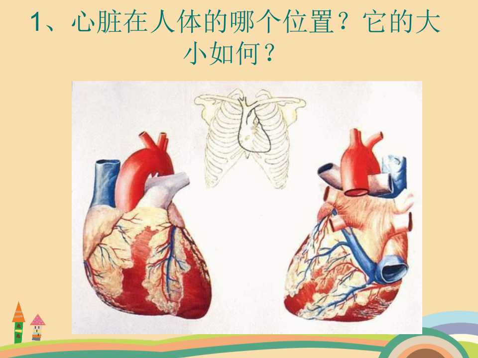 九年级生物心脏和血管PPT教学课件 (2)