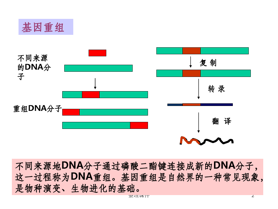 基因重组与基因工程(1)
