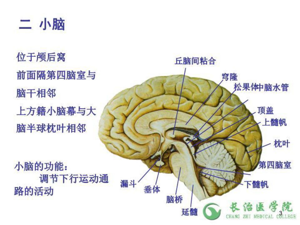 最新人体解剖学之神经系统第十四章 中枢神经系统脑小脑间脑端脑幻灯片课件