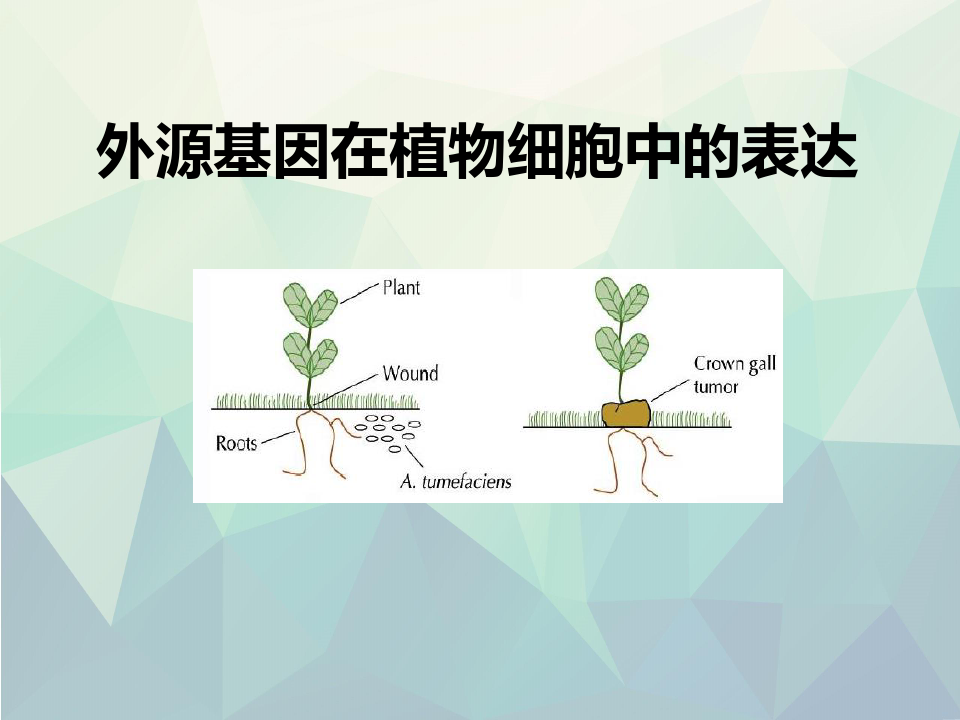 外源基因在植物细胞中的表达