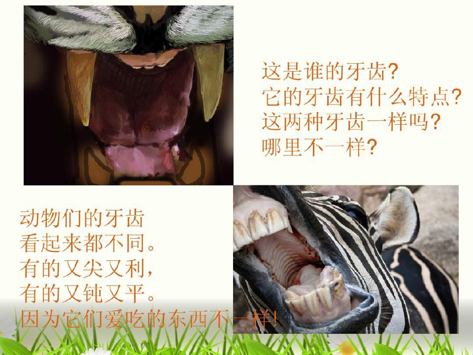 动物牙齿大奇观共21页文档