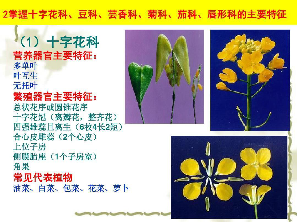 《植物学》(10被子植物常见分科)解析说课材料19页PPT