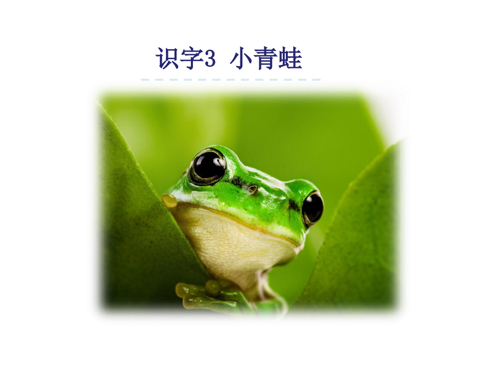 识字3小青蛙ppt