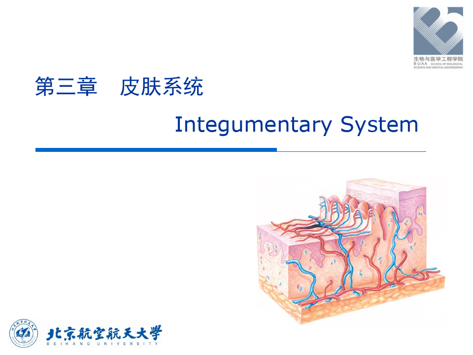 人体解剖生理学：第三章 皮肤系统