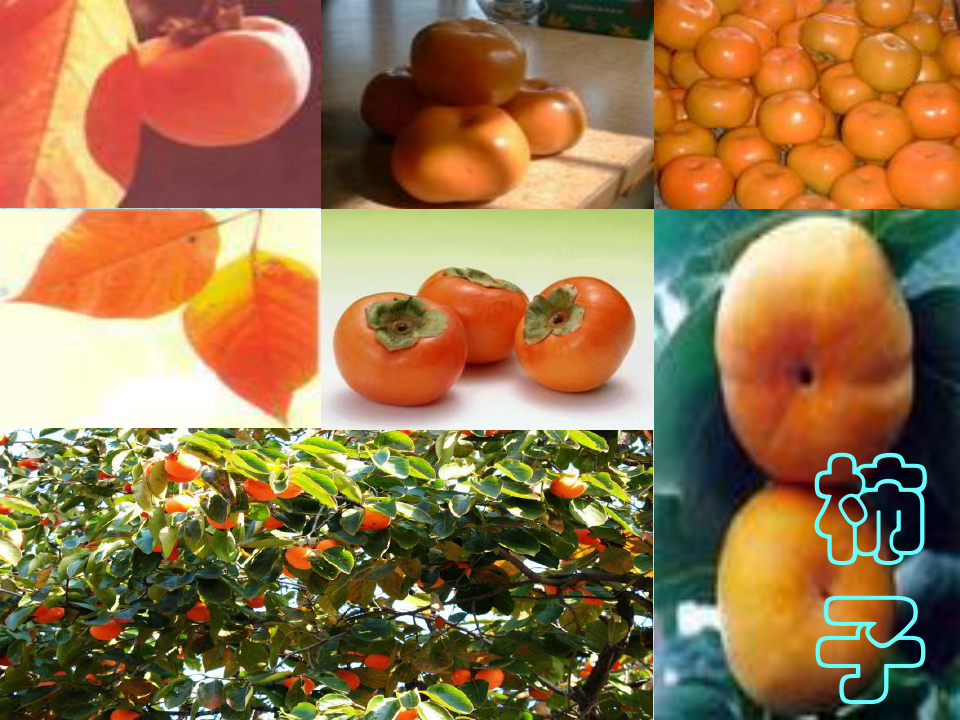 《我爱家乡的柿子》(北京版四年级语文上册)PPT课件