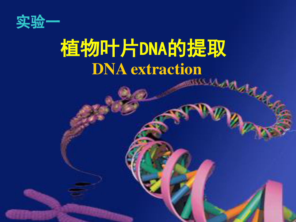 植物叶片中DNA的提取