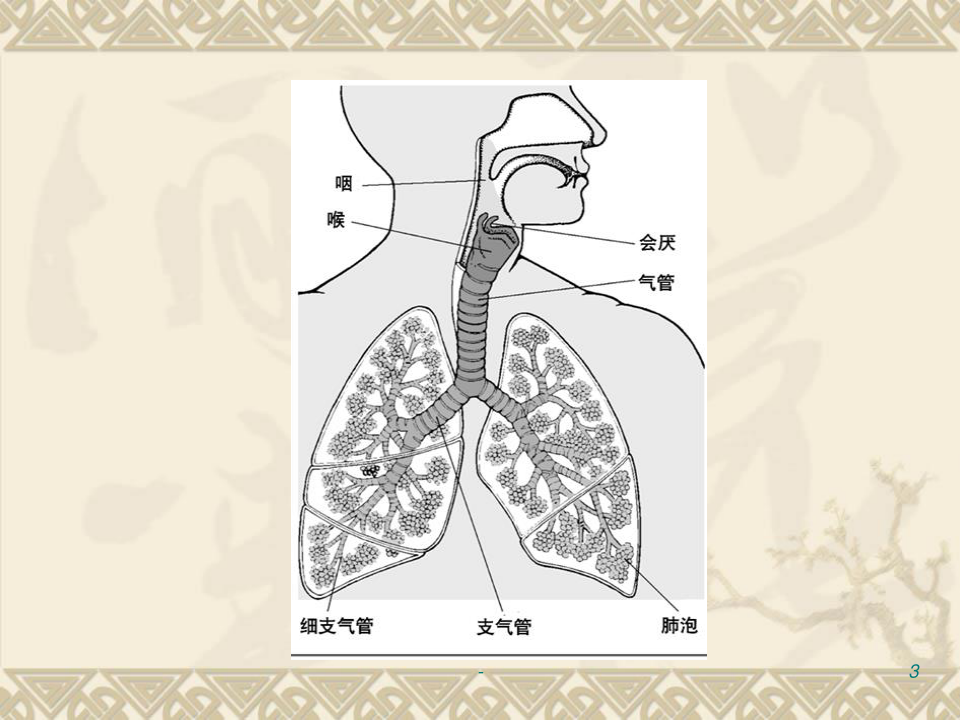 呼吸系统常见病ppt课件