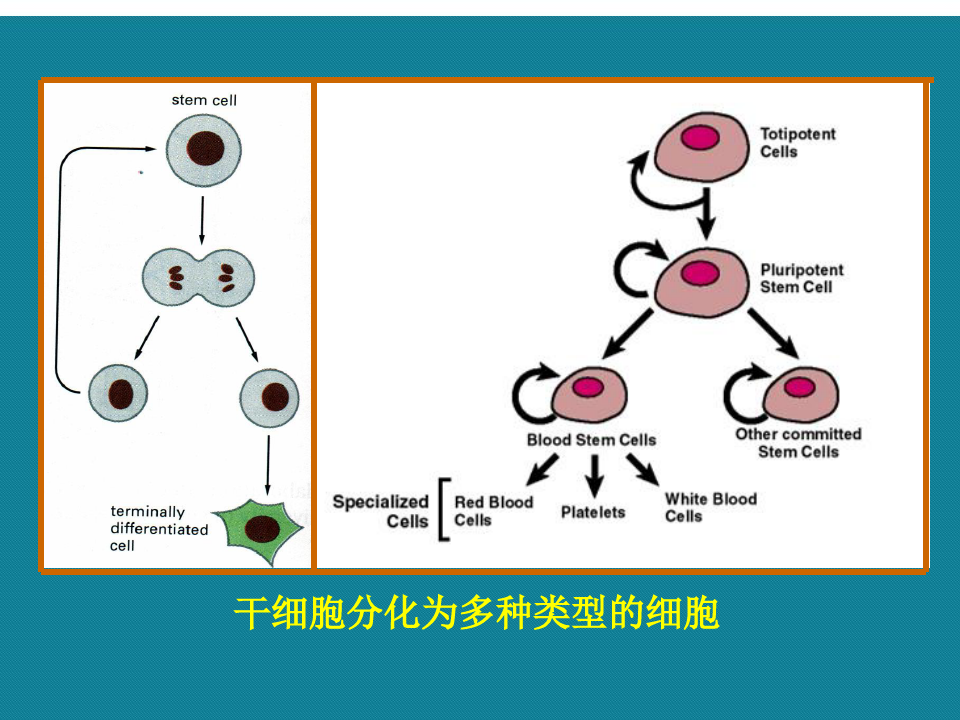 优选细胞生物学第十二章细胞的分化与基因表达调控