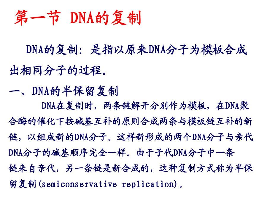 DNA的复制和修复
