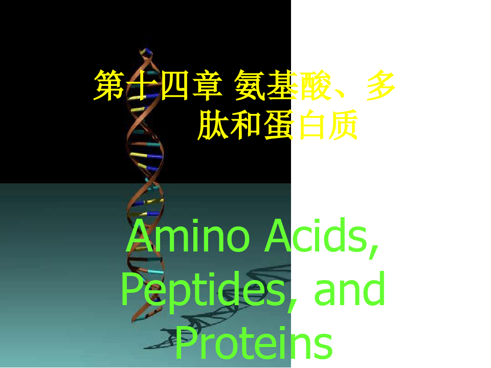 c14氨基酸多肽与蛋白质