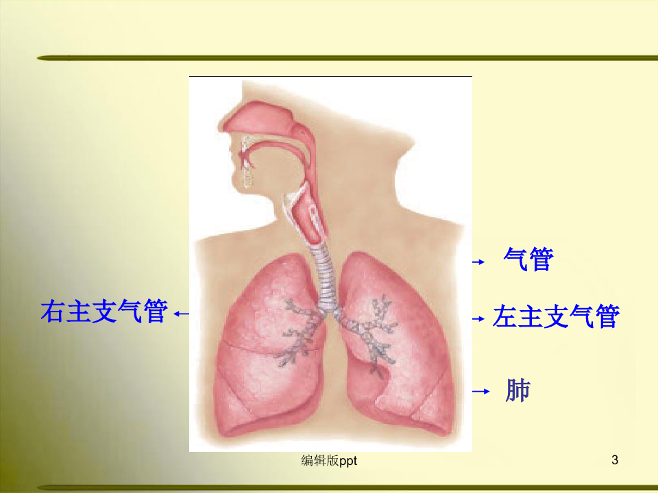 人体解剖学呼吸系统PPT课件
