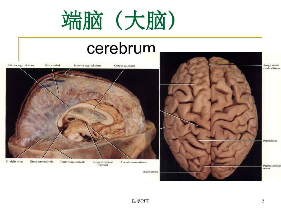 《人体解剖端脑大脑》PPT课件