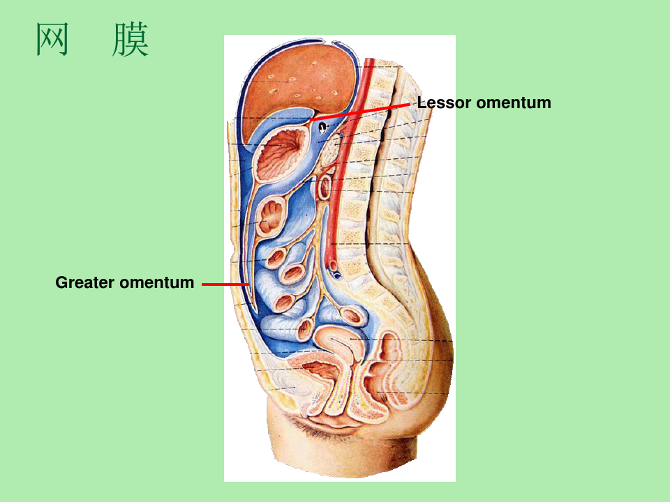 【精品课件】腹腔间隙影像解剖