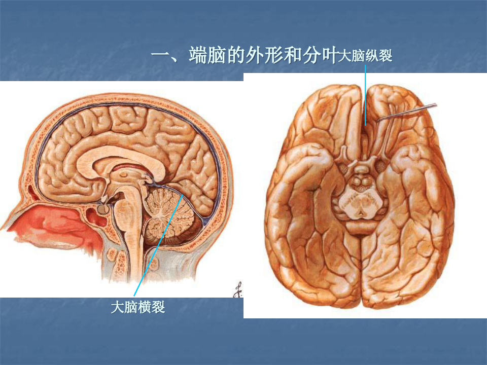 大脑解剖结构