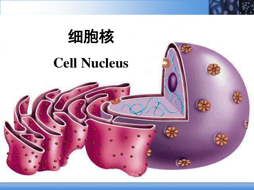 医学细胞生物学PPT：细胞核
