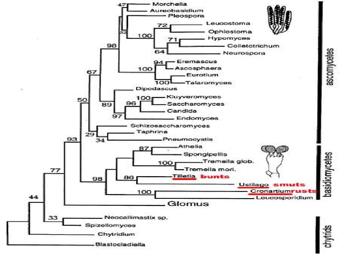 进化树(Phylogenetictree)