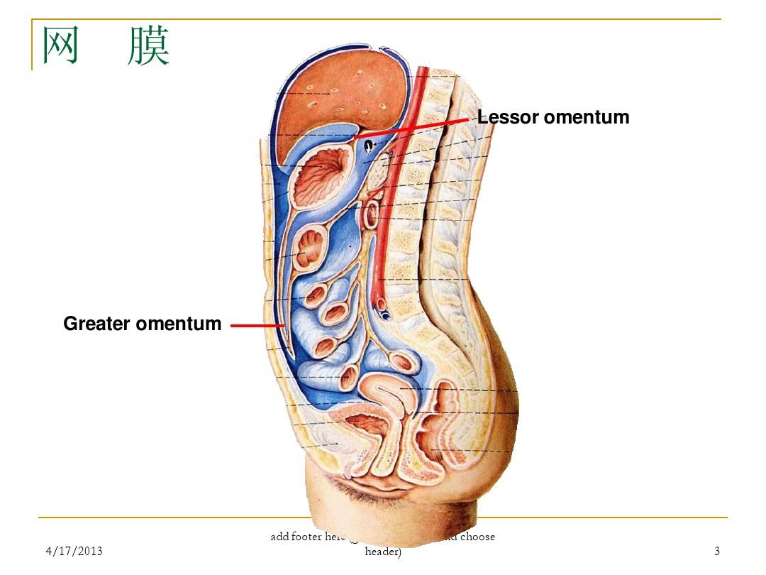 腹腔间隙影像解剖