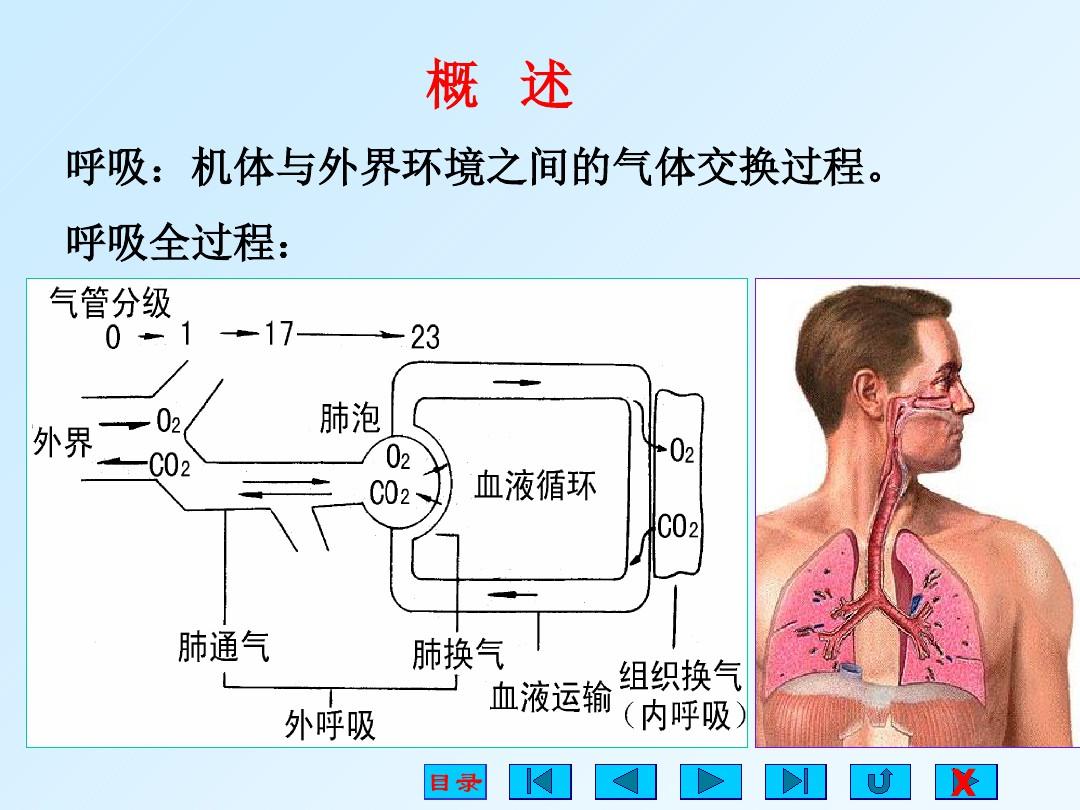 5、生理学 呼吸系统 自改PPT