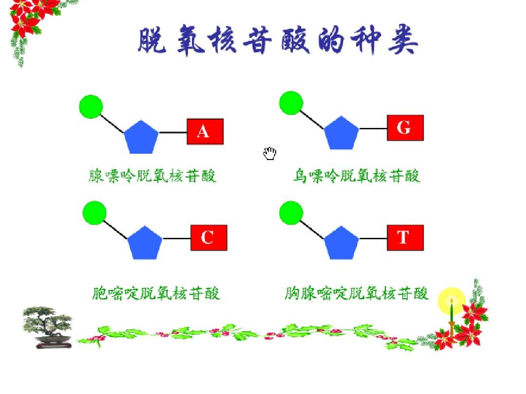 基因工程-2章 分子克隆工具酶