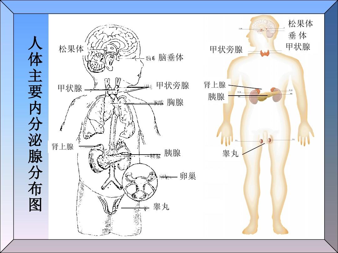 人体解剖学-内分泌系统