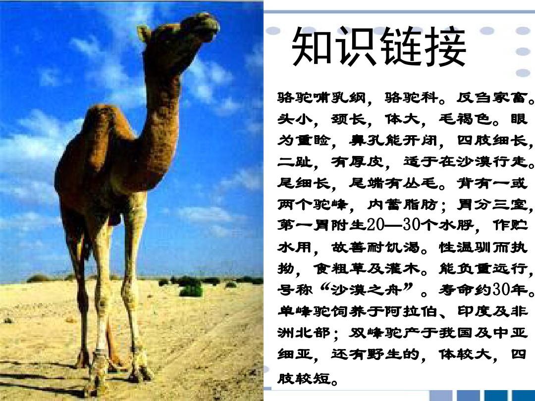 冬阳童年骆驼队课件(PPT_23页)