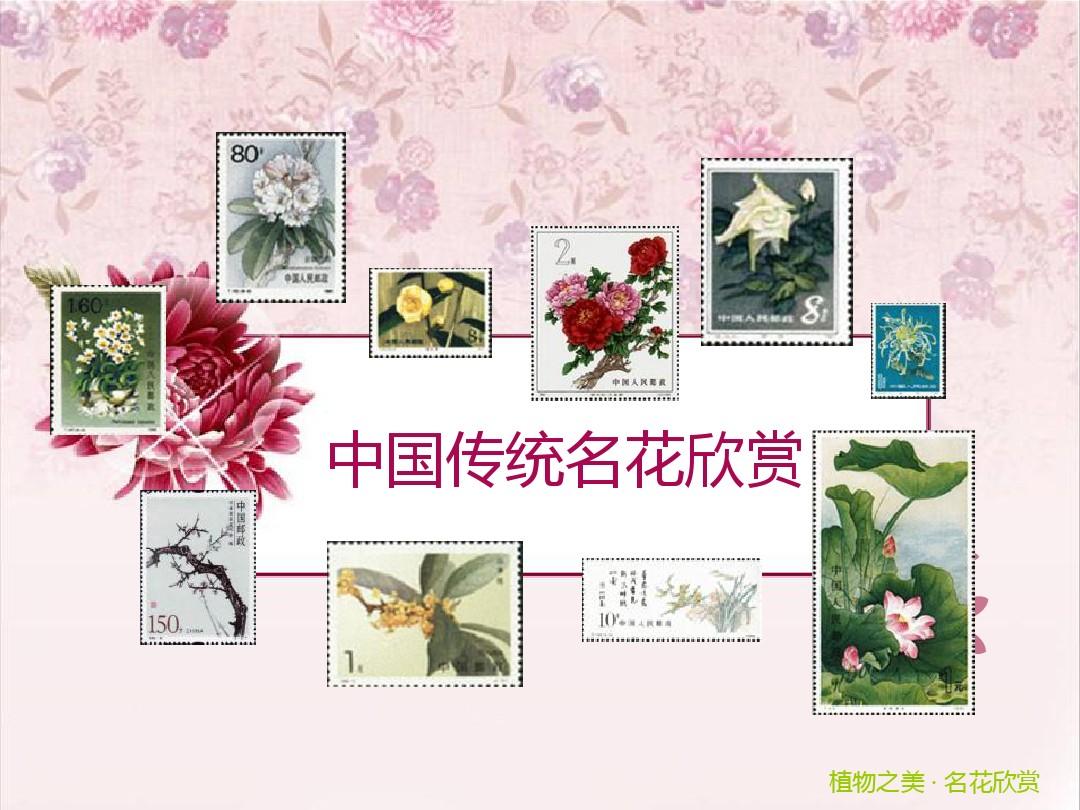 中国传统名花欣赏·月季