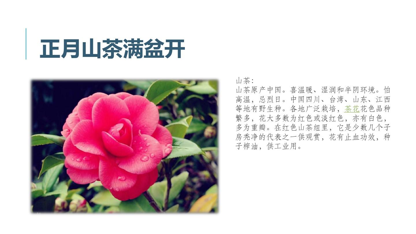 深圳优质课件     小学二年级语文《十二月花名歌》