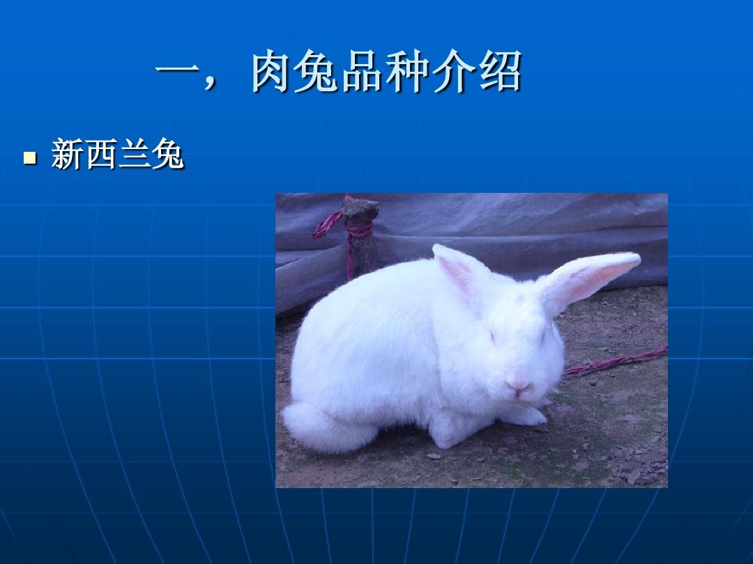 肉兔生产技术