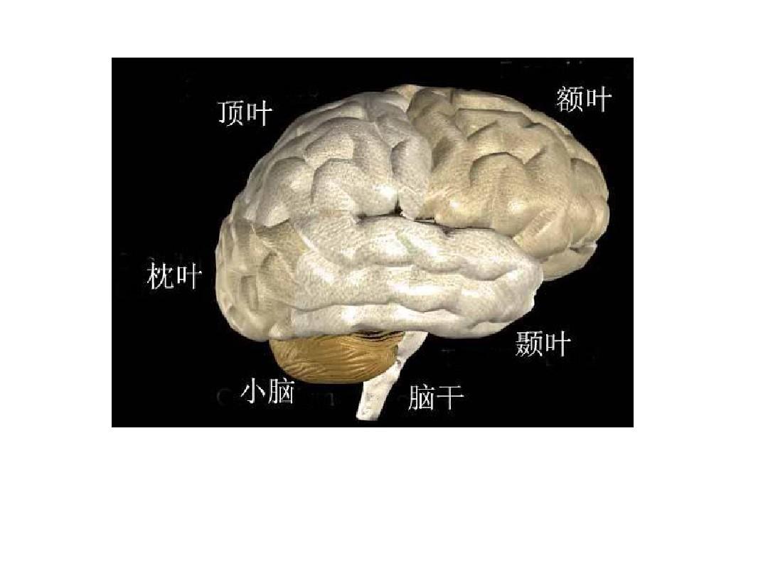 脑血管的解剖和供应