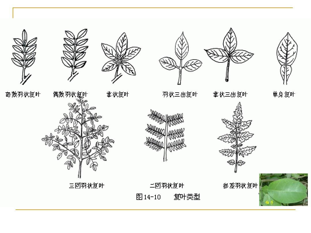 园林植物识别与应用 华南地区
